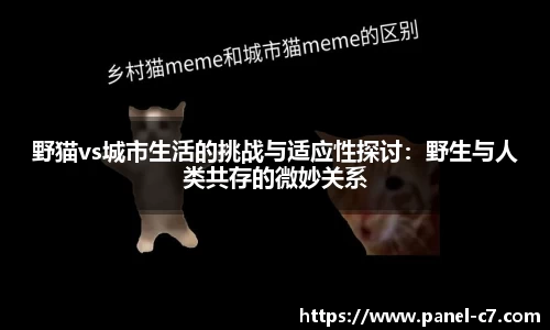 野猫vs城市生活的挑战与适应性探讨：野生与人类共存的微妙关系